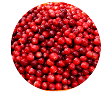 Buah lingonberry terkandung dalam kapsul Prostamin, mereka melegakan bengkak